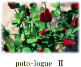phto-logueII