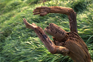 �߂��߁iphoto�j