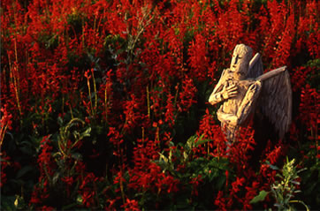 �y���iphoto�j